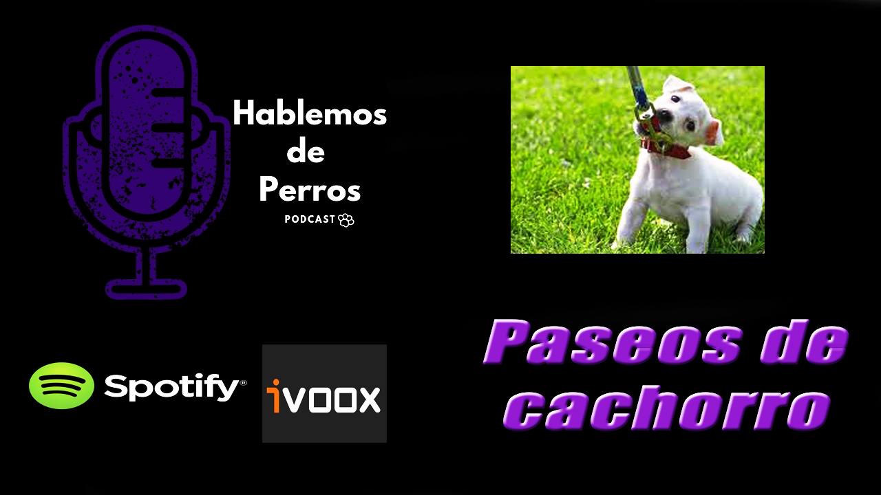 EPISODIO#23: Cómo pasear a un cachorro