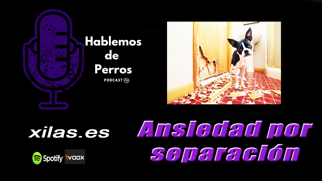 EPISODIO#25: Ansiedad por separación
