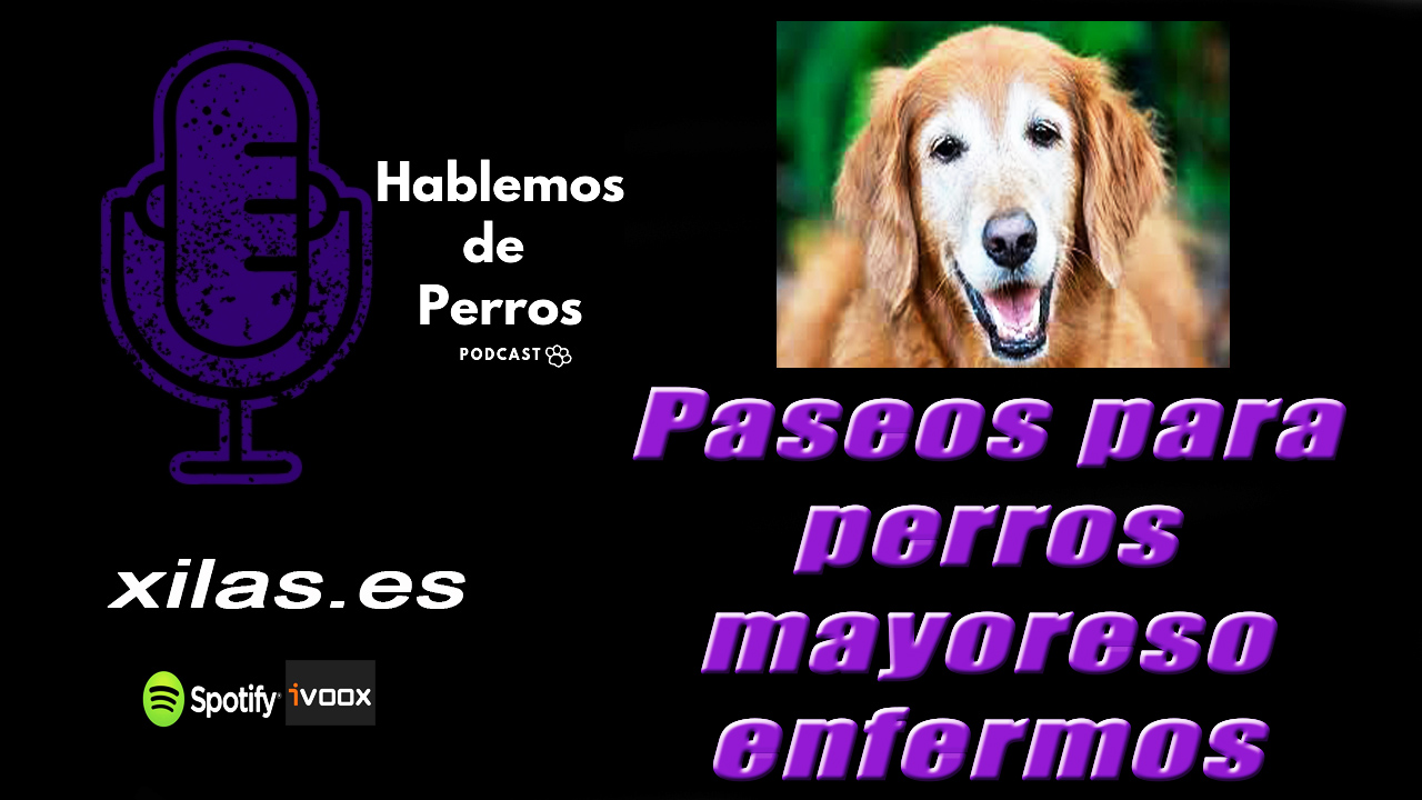 EPISODIO #26: Paseos para perros mayores o enfermos