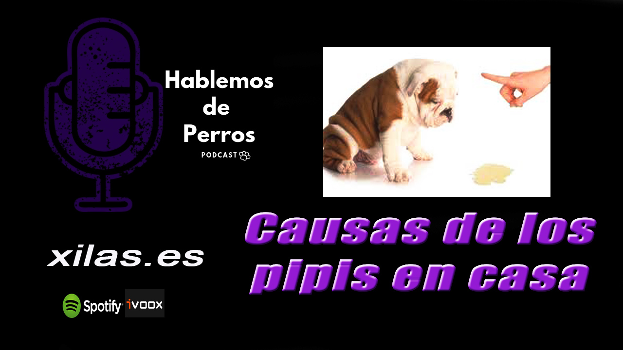 EPISODIO #28: El motivo de los pipis en casa