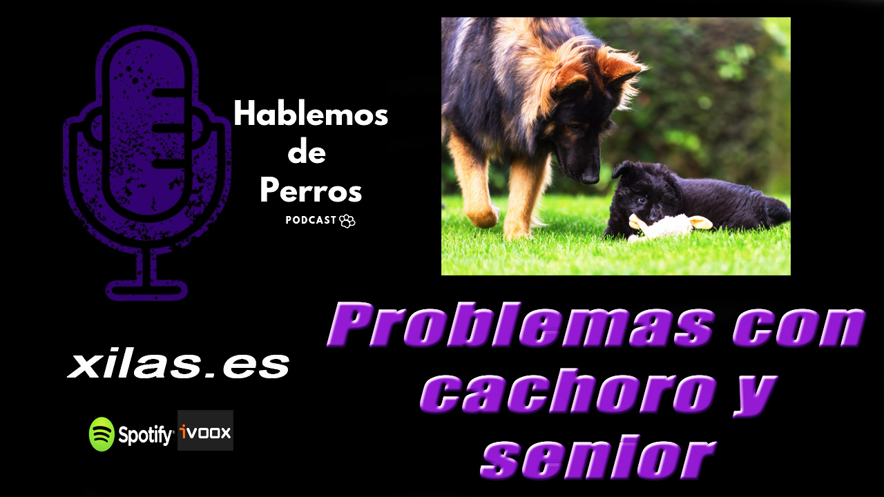 EPISODIO #27: Problemas entre cachorro y perro senior