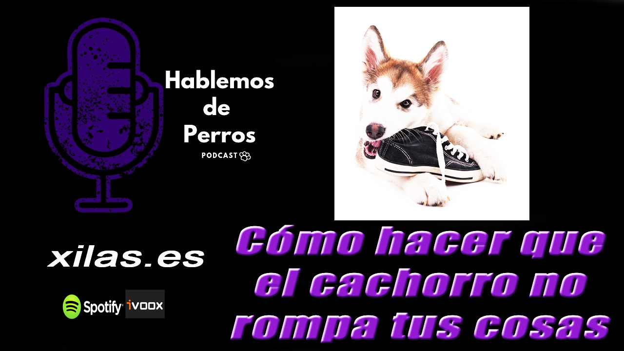 EPISODIO #35: Cómo hacer que un cachorro no rompa tus cosas.