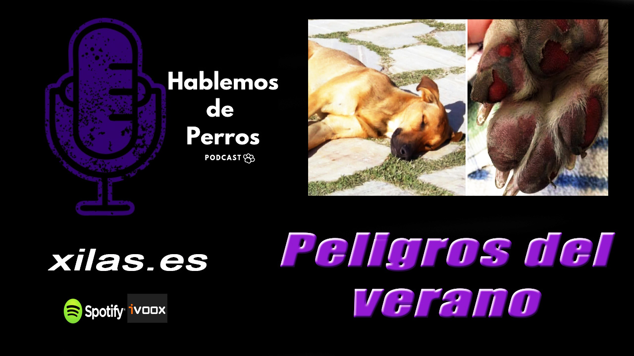 EPISODIO #42: Peligros de VERANO que pueden MATAR a tu PERRO