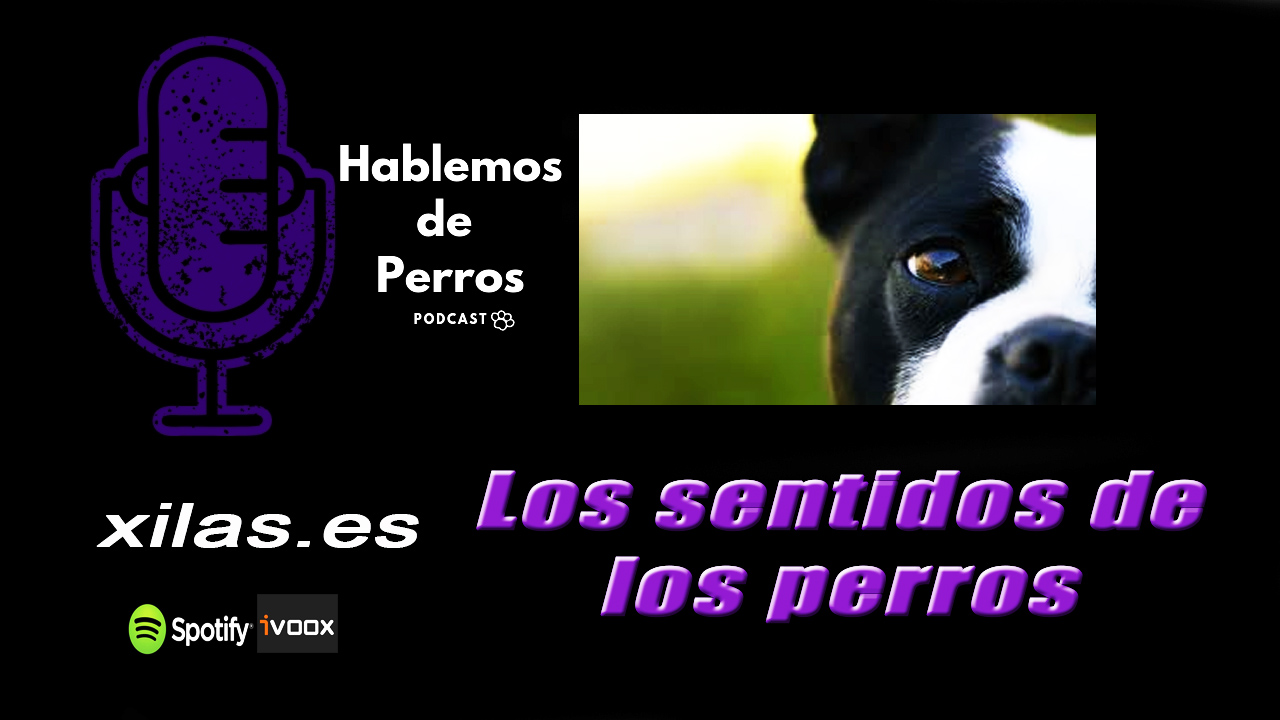 EPISODIO #44: Los sentidos de los perros