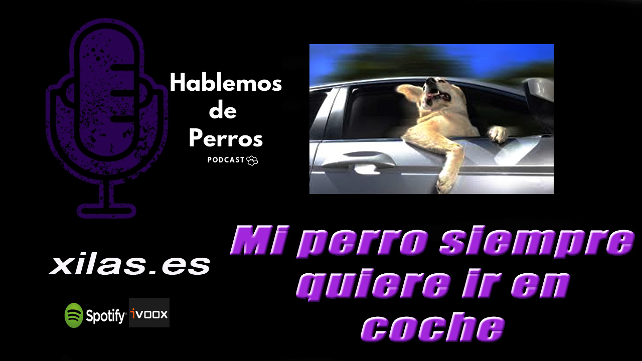 EPISODIO #54: Mi perro siempre quiere ir en coche