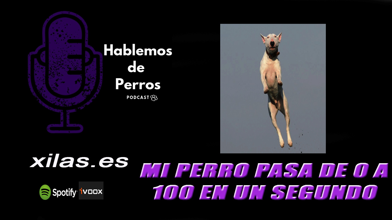 EPISODIO #61: Mi perro pasa de 0 a 100 en un segundo.