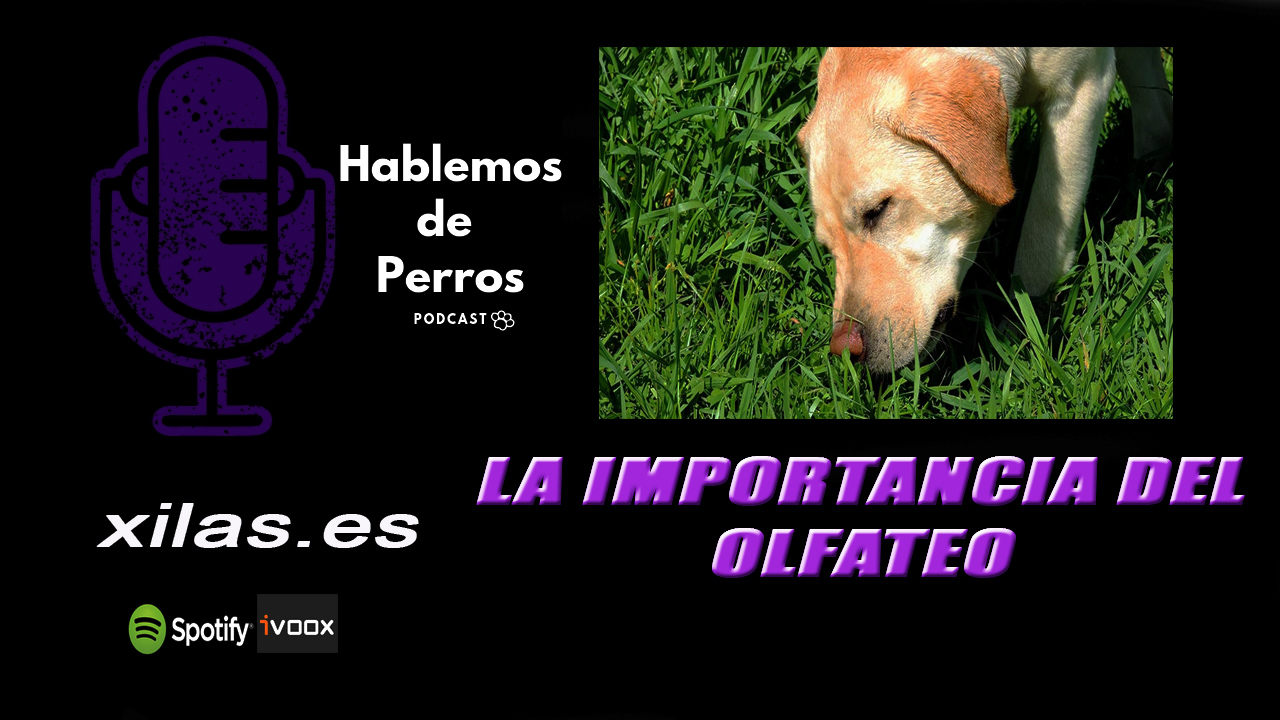 EPISODIO #76: La importancia del olfateo