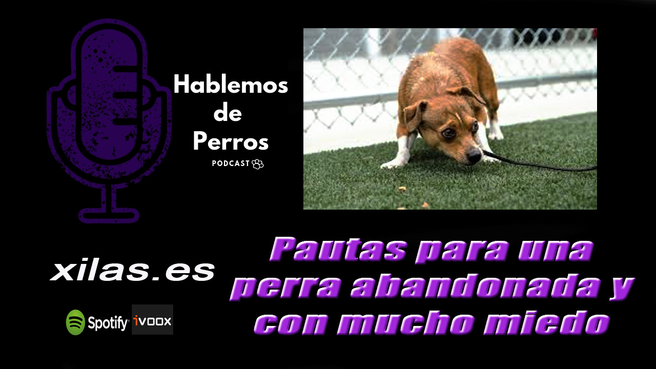 EPISODIO 73: Pautas para una perra abandonada con mucho miedo