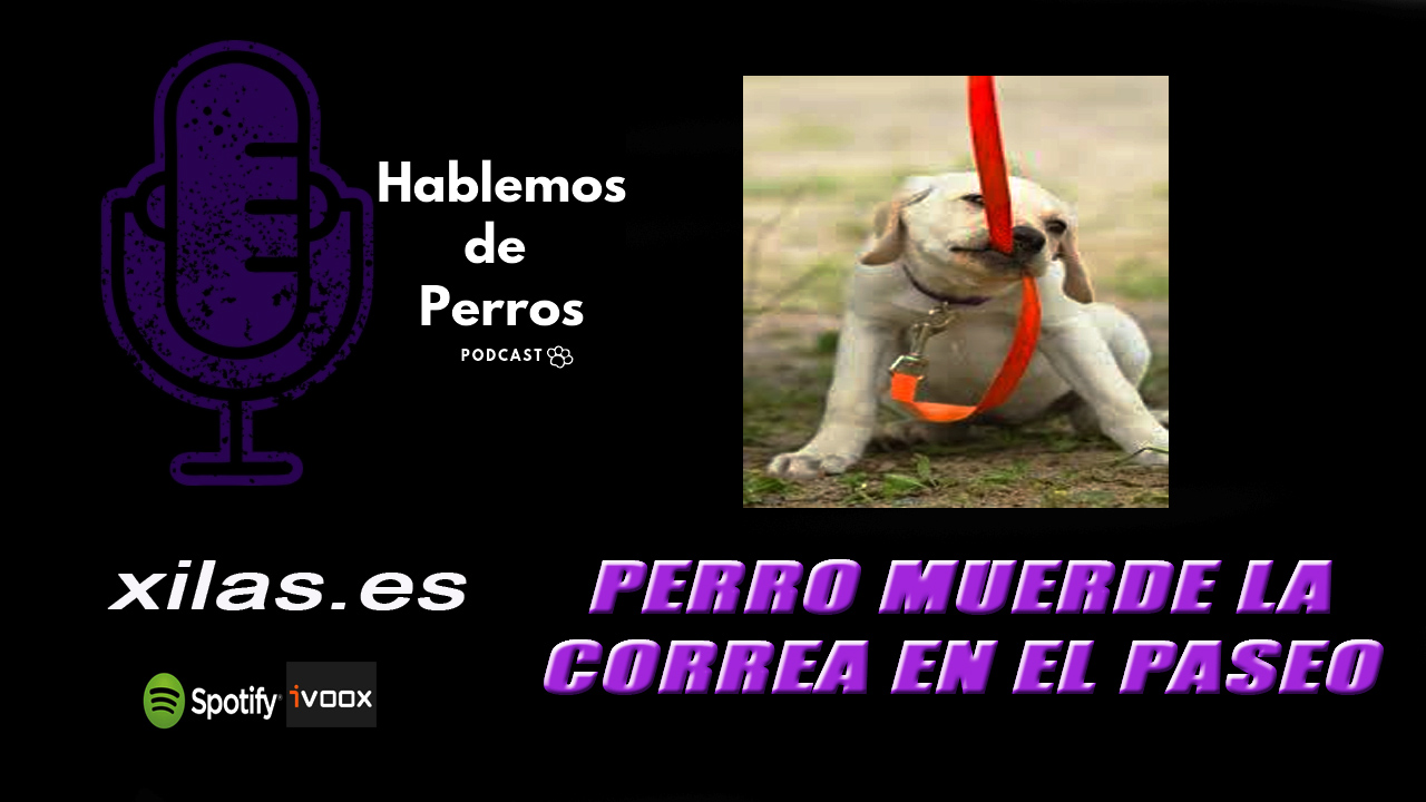 EPISODIO #79: Perro que muerde la correa