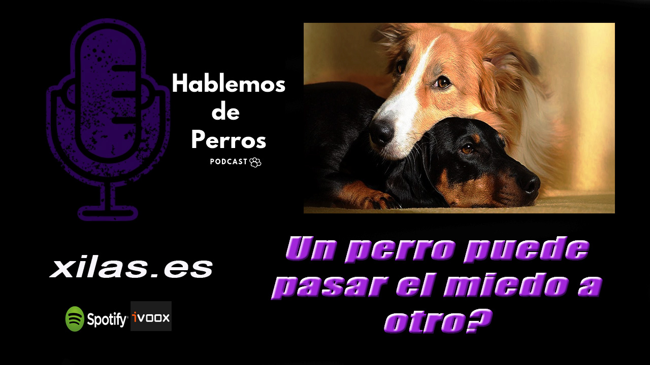 EPISODIO #82: Un perro puede hacer que otro tenga miedo?