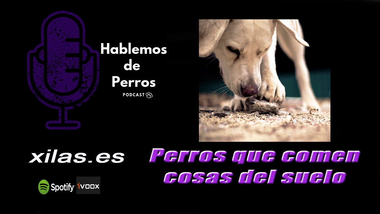 EPIDOSIO #85: Perros que comen comida y cosas del suelo