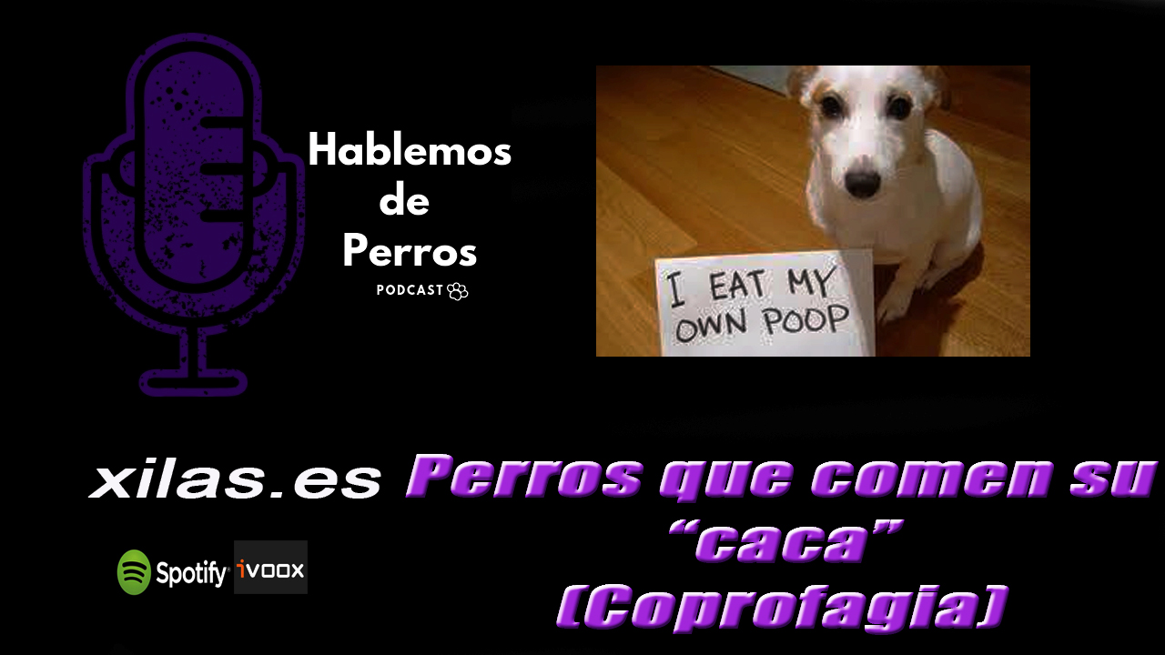EPISODIO #86: Perros que comen cacas, o coprofagia
