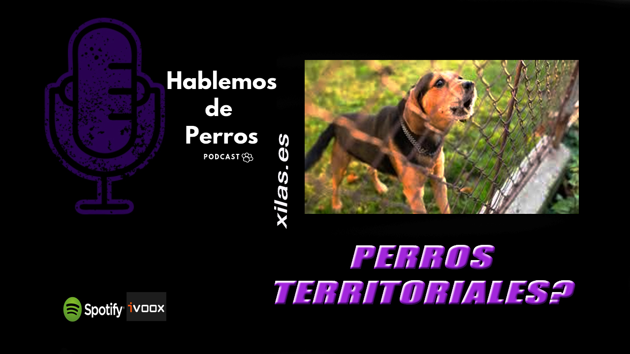 EPISODIO #95: Perros territoriales?