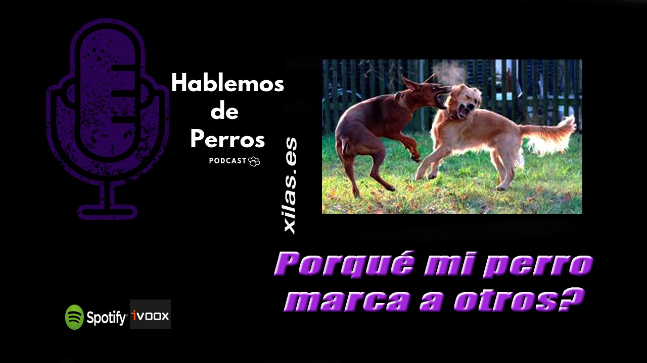 EPISODIO #96: Porqué marca mi perro a otros perros?
