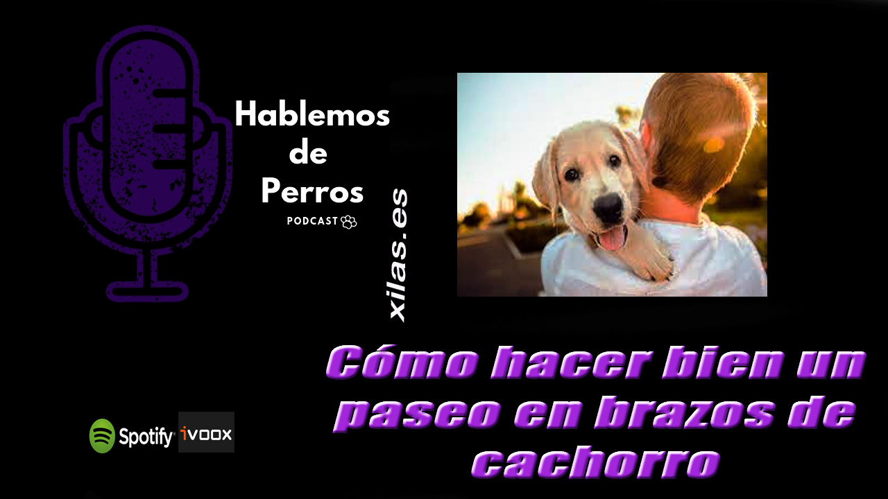 EPISODIO #93: Cómo hacer los paseos en brazos de cachorro de forma correcta