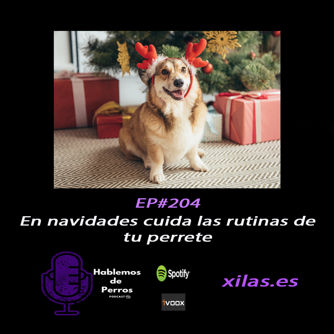 Episodio #204: En navidades cuida las rutinas de tu perrete