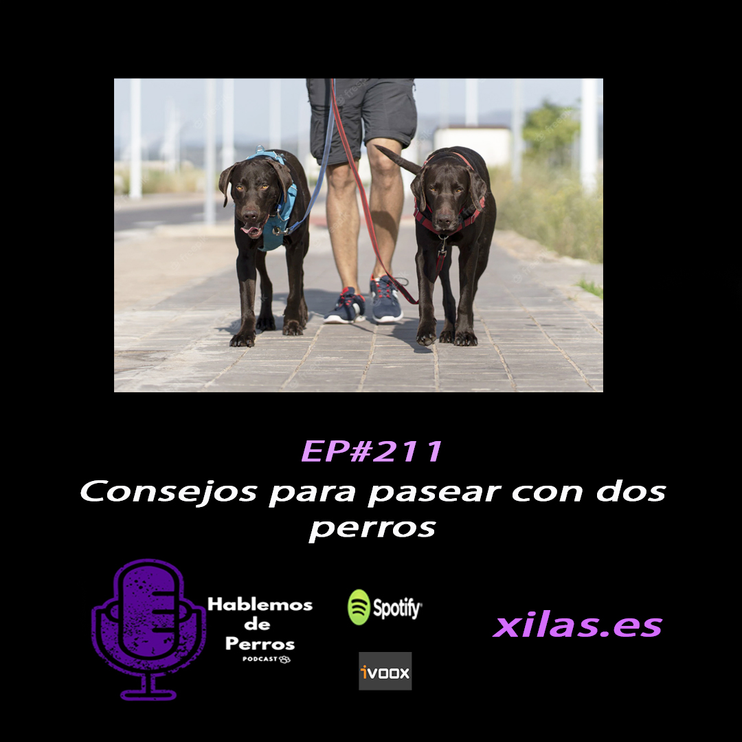 Episodio #211: Consejos para pasear con dos perros