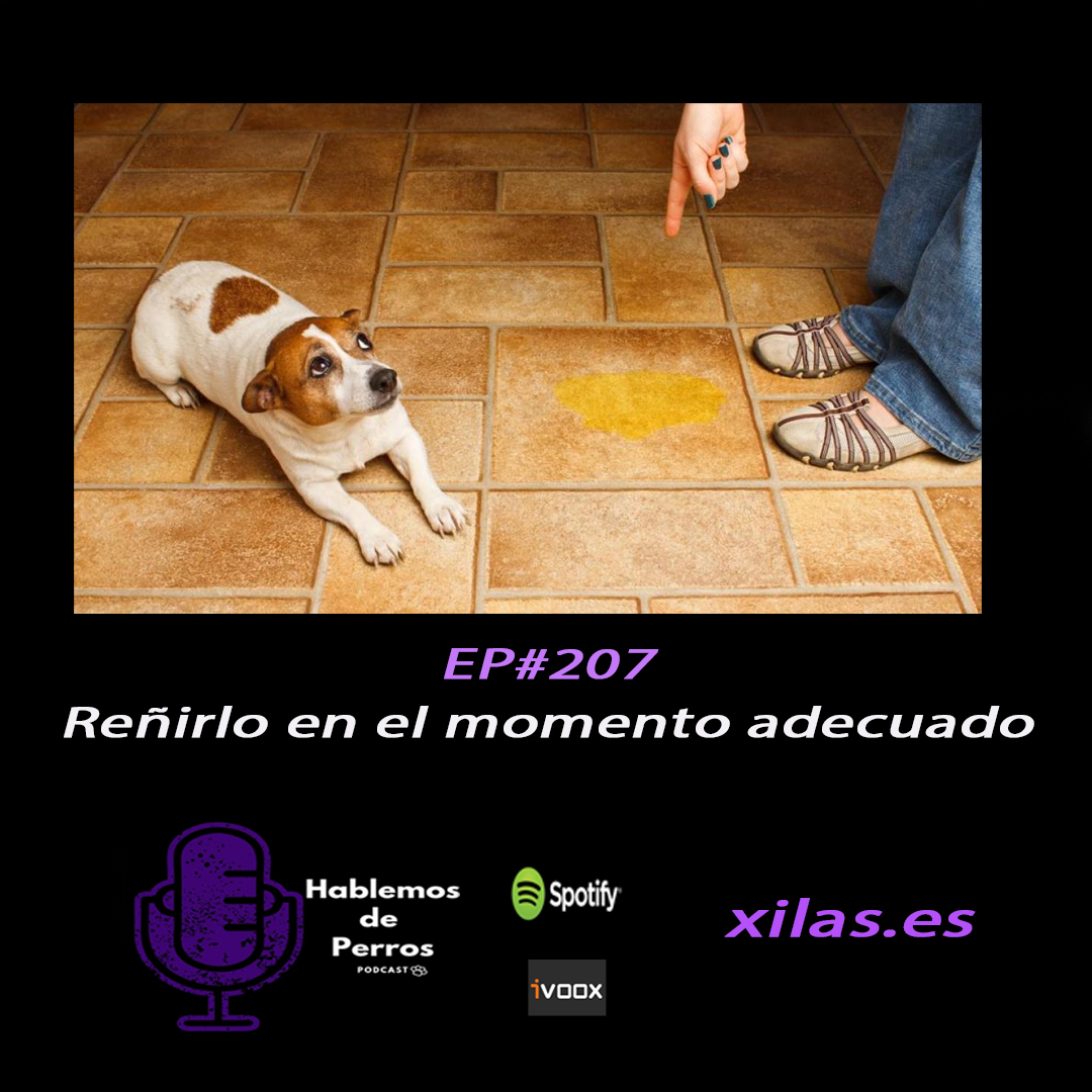 Episodio #207: Reñir al perro en el momento
