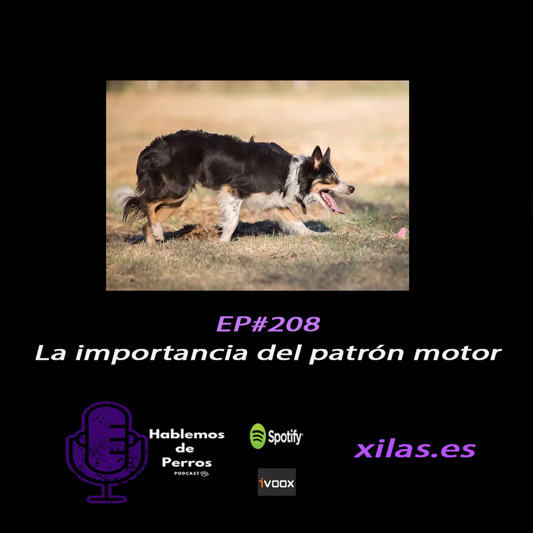 Episodio #208: La importancia del patrón motor en perros