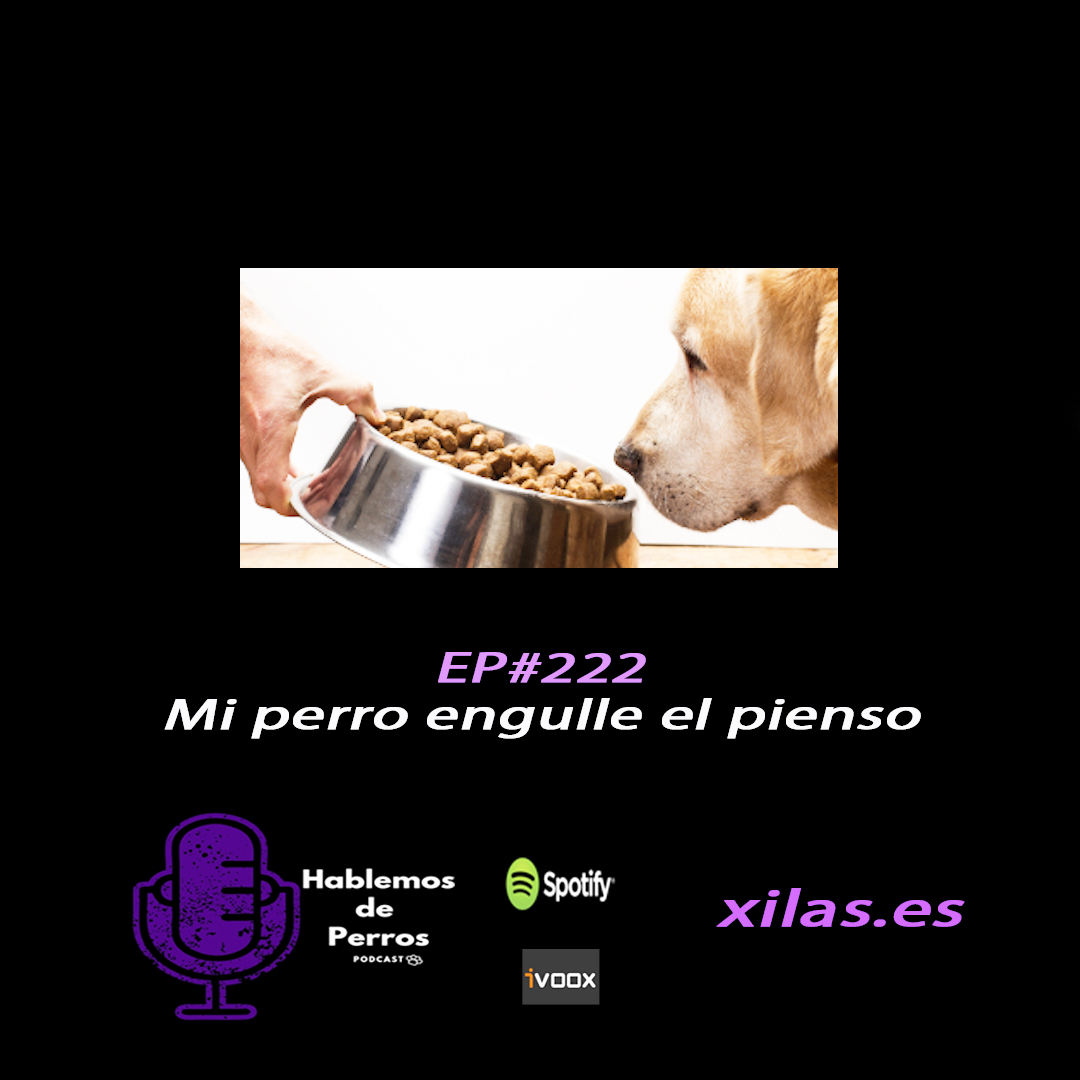 Episodio #222: Mi perro engulle comida