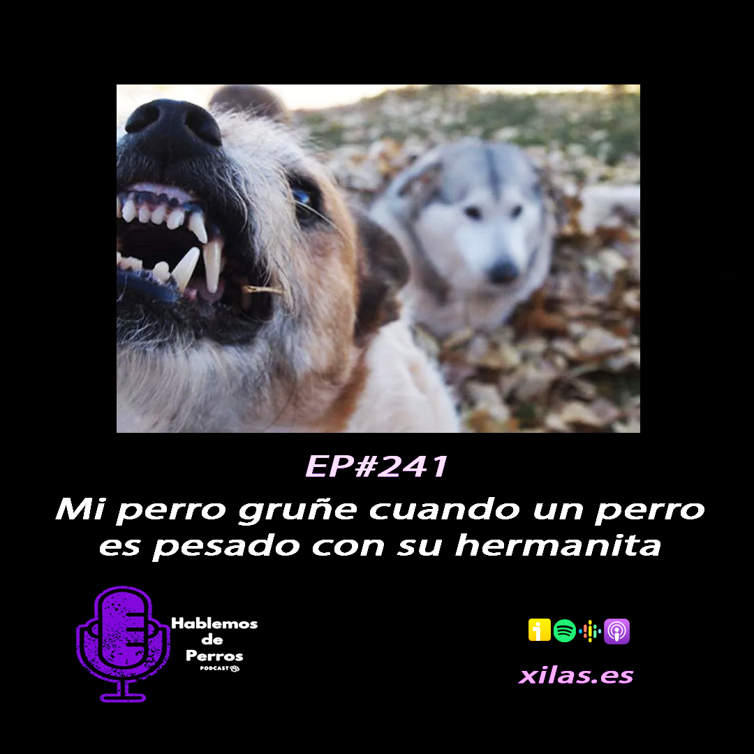 Episodio #241: Mi perro gruñe cuando otro perro se pone pesado con su hermanita