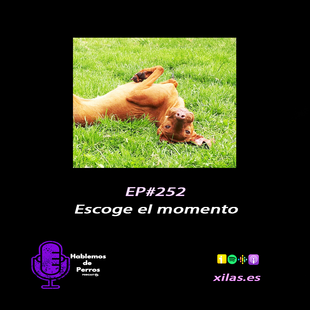 Episodio #252: Escoge bien el momento de tu perro