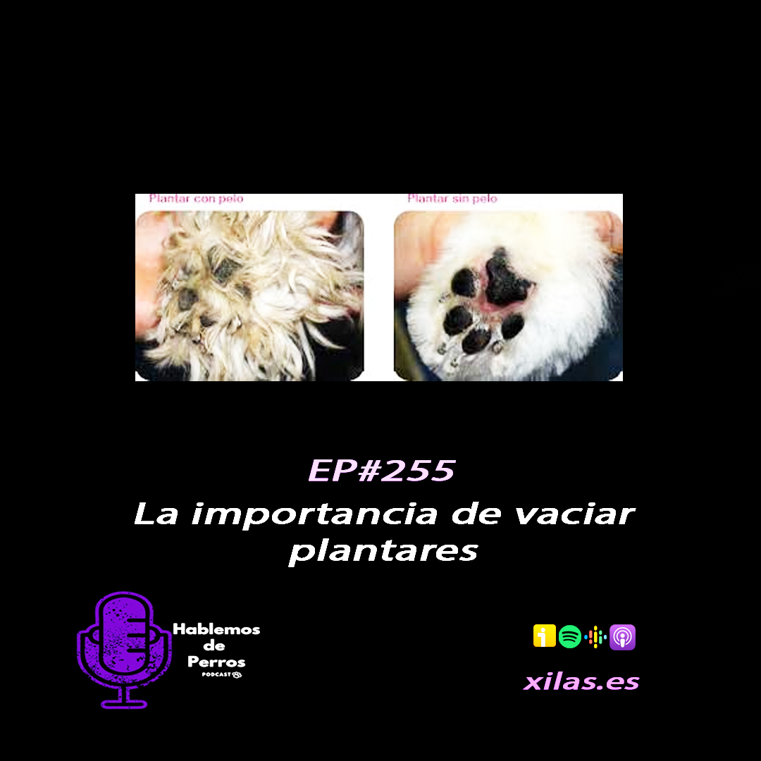 Episodio #253: Importancia de vaciar plantares