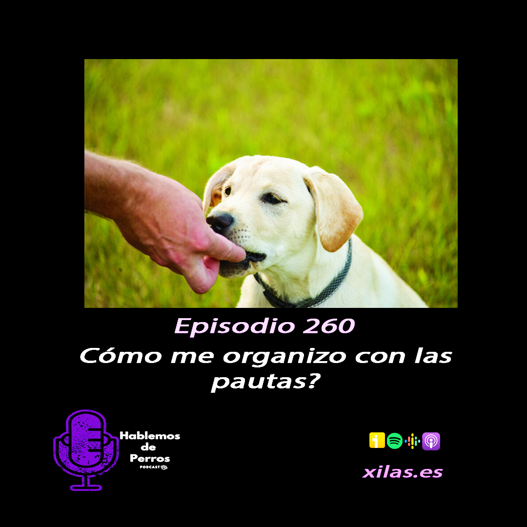 Episodio #260: Cómo organizo las pautas del paseo??