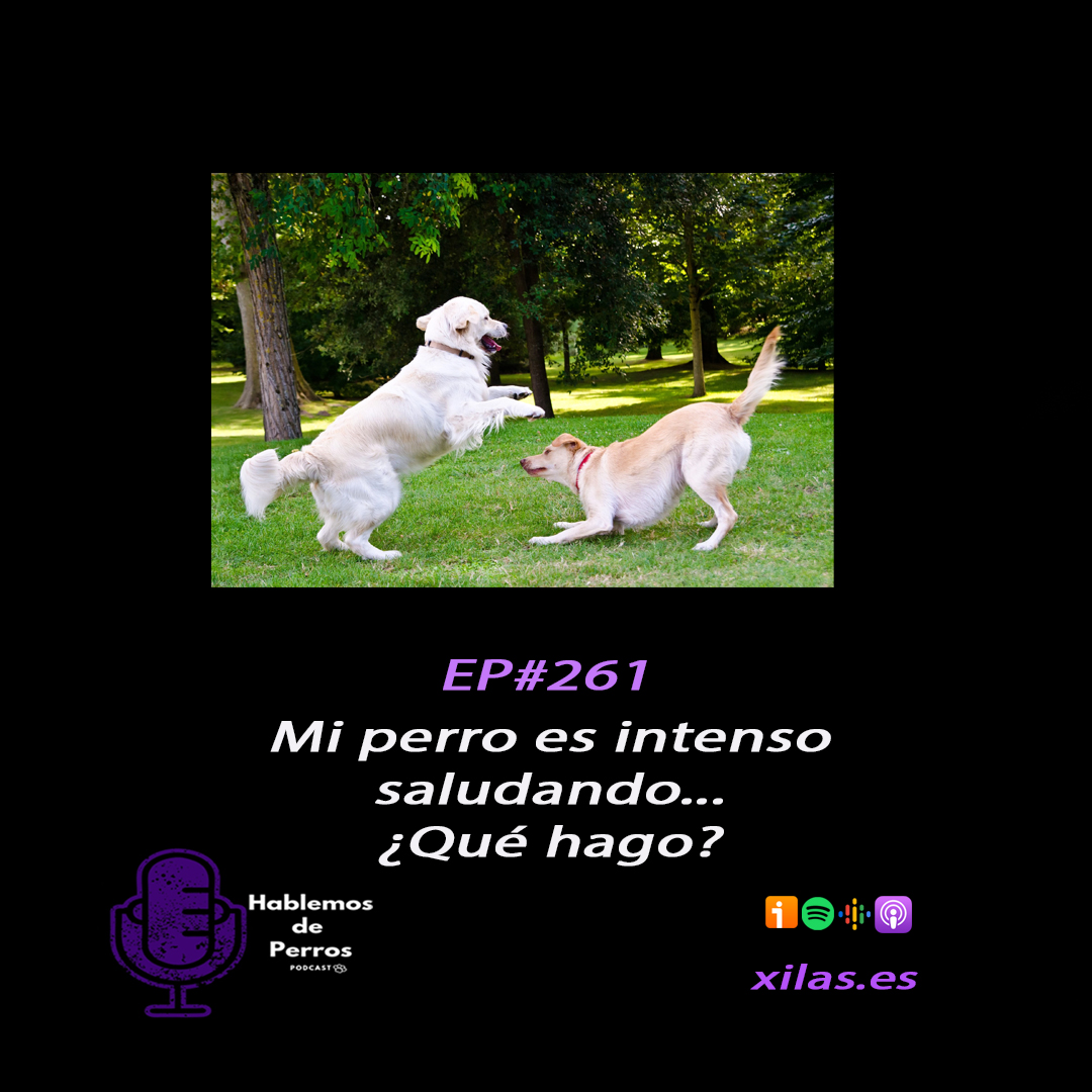 Episodio #261: Dejo que mi perro salude a otro, si va con mucha intensidad?