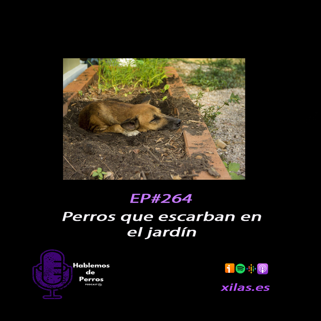 Episodio #264: Perros que hacen agujeros en el jardín