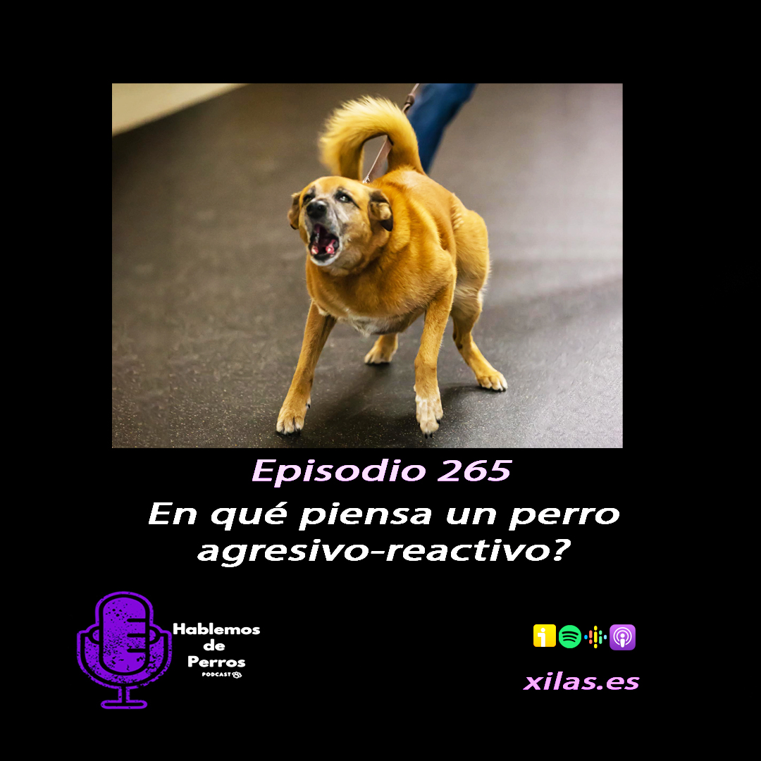 Episodio #265: En qué piensa un perro reactivo agresivo??