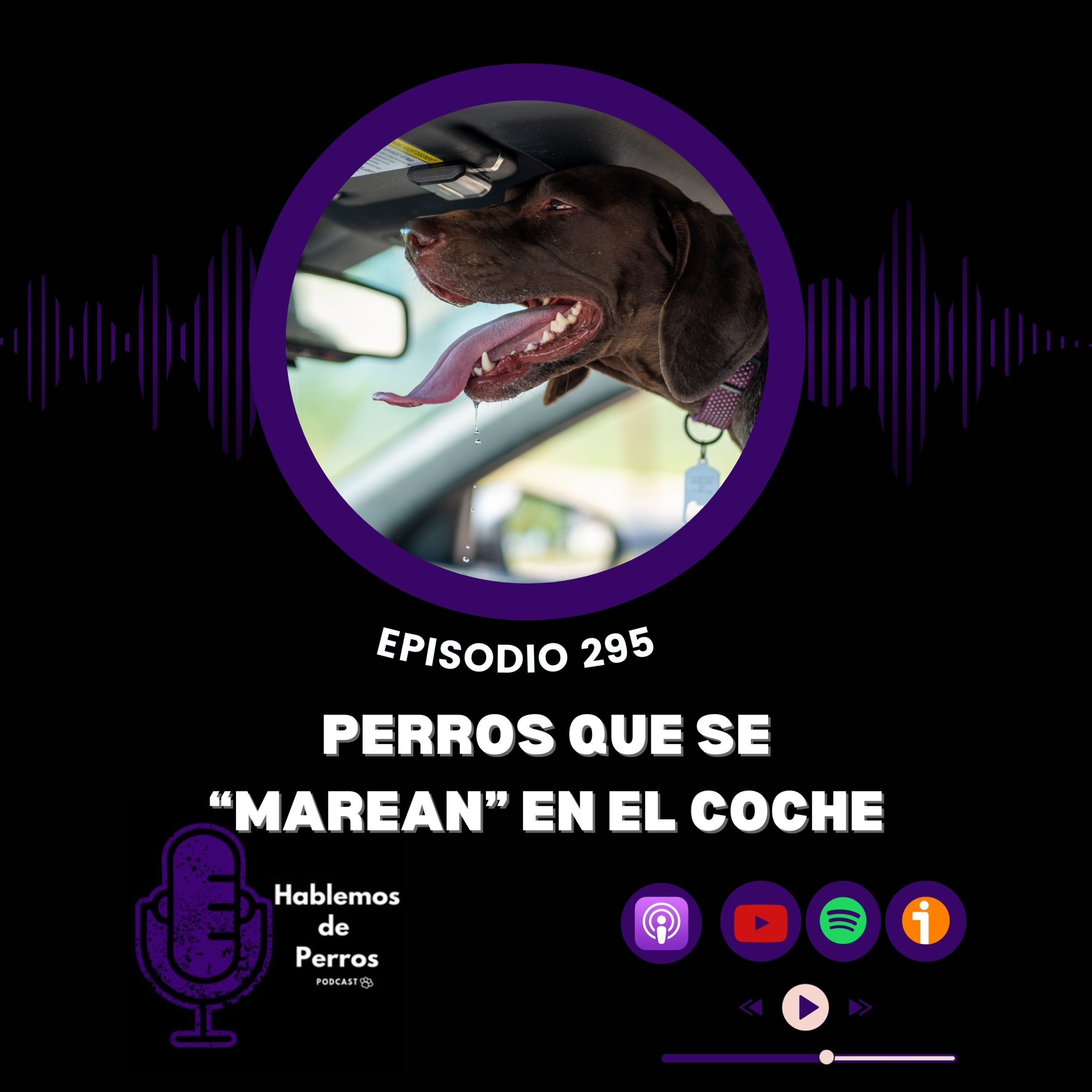 Episodio #295: Perros que se marean en el coche… o no