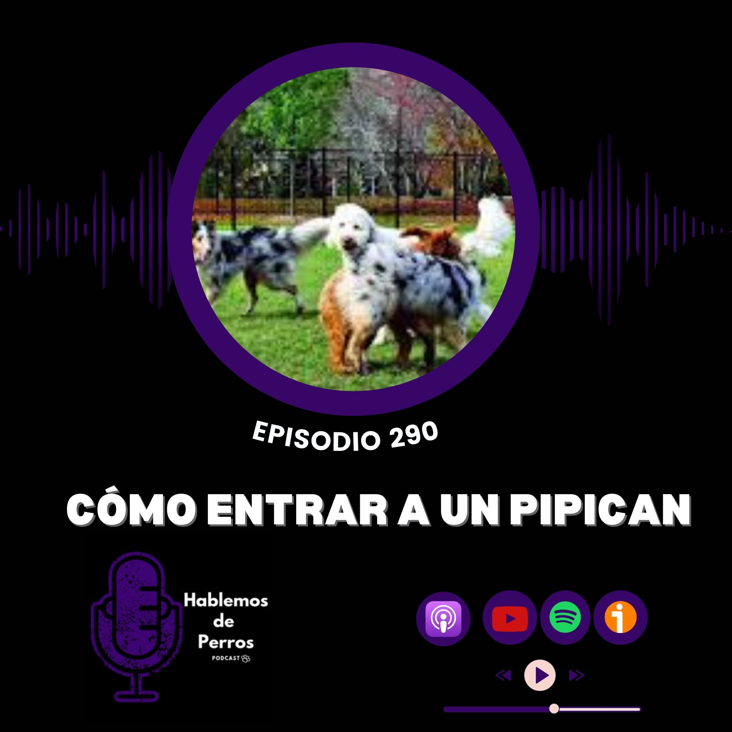 Episodio #290: Cómo entrar en un pipican