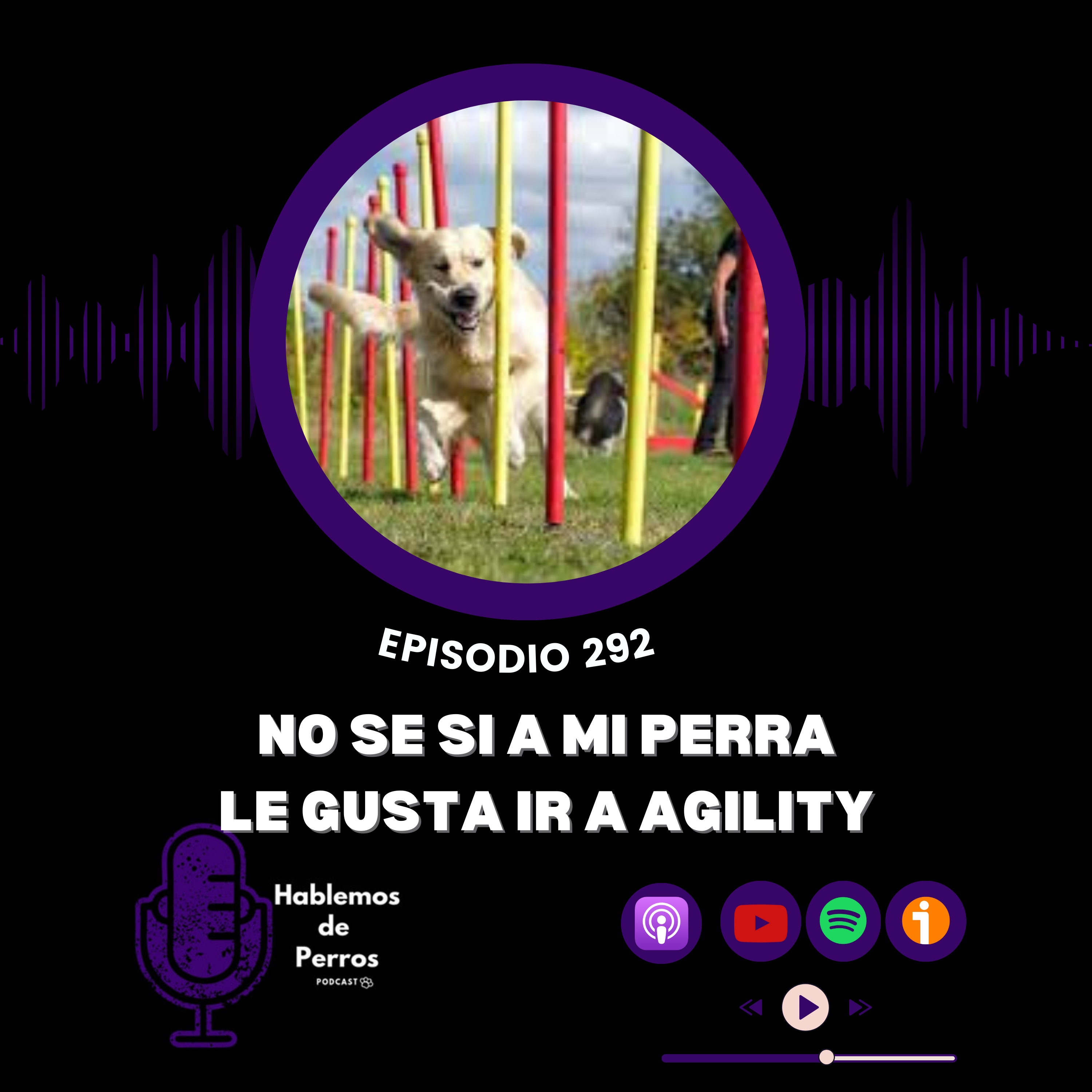 Episodio #292: A mi perro le gusta el agility?