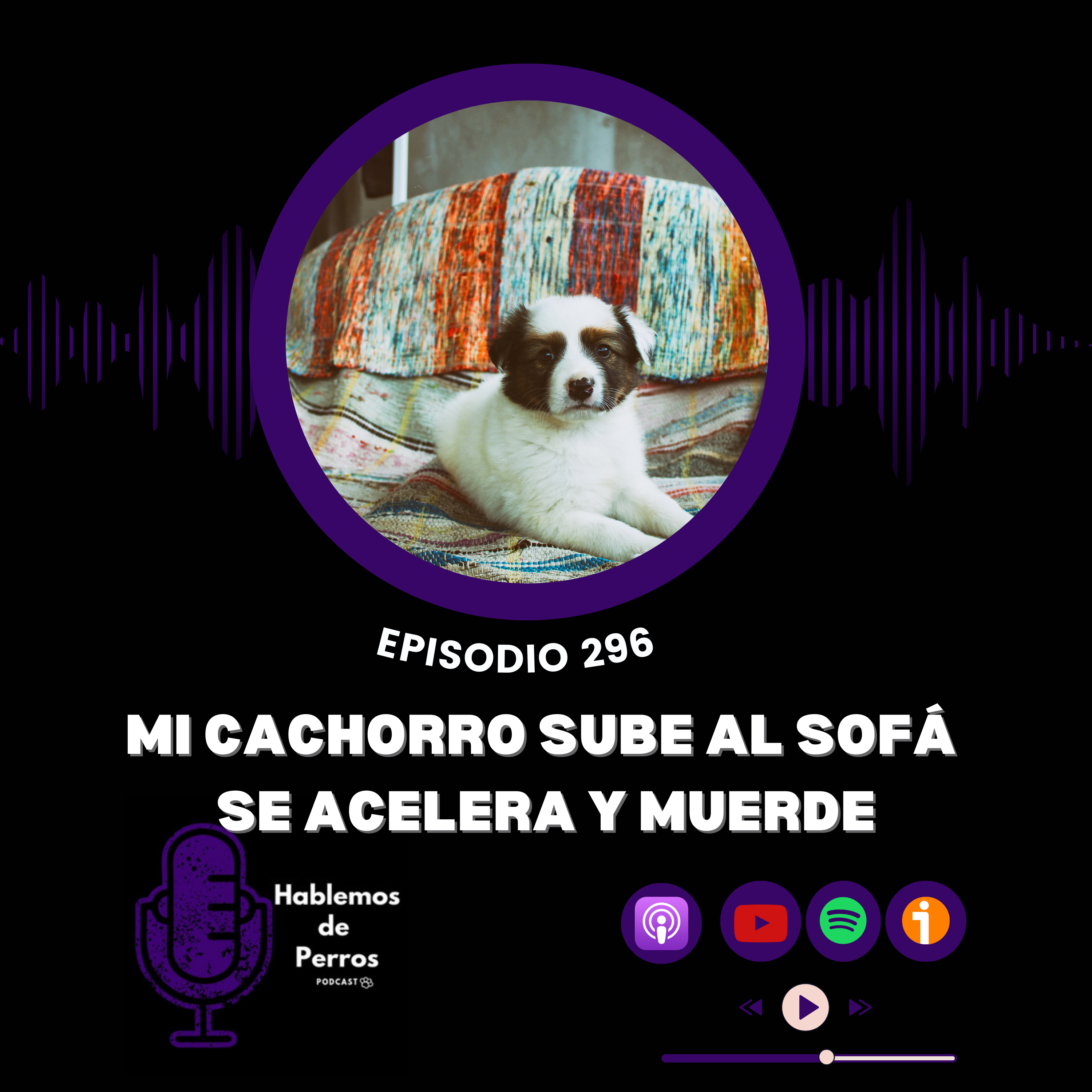 Episodio #296: Mi cachorro sube al sofá y nos muerde