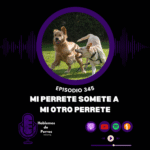 Hablemos de perros Hablemos de perros