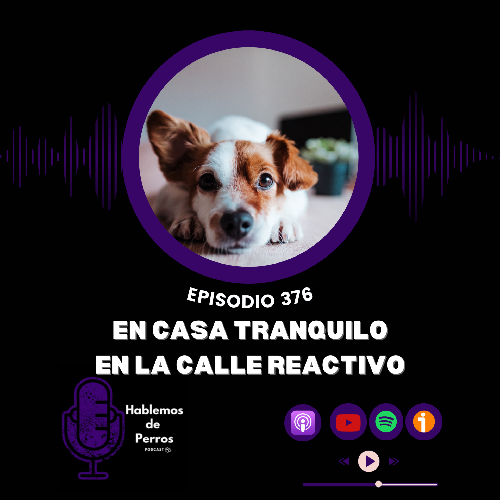 EP#376: Perro tranquilo en casa, reactivo en la calle episode artwork