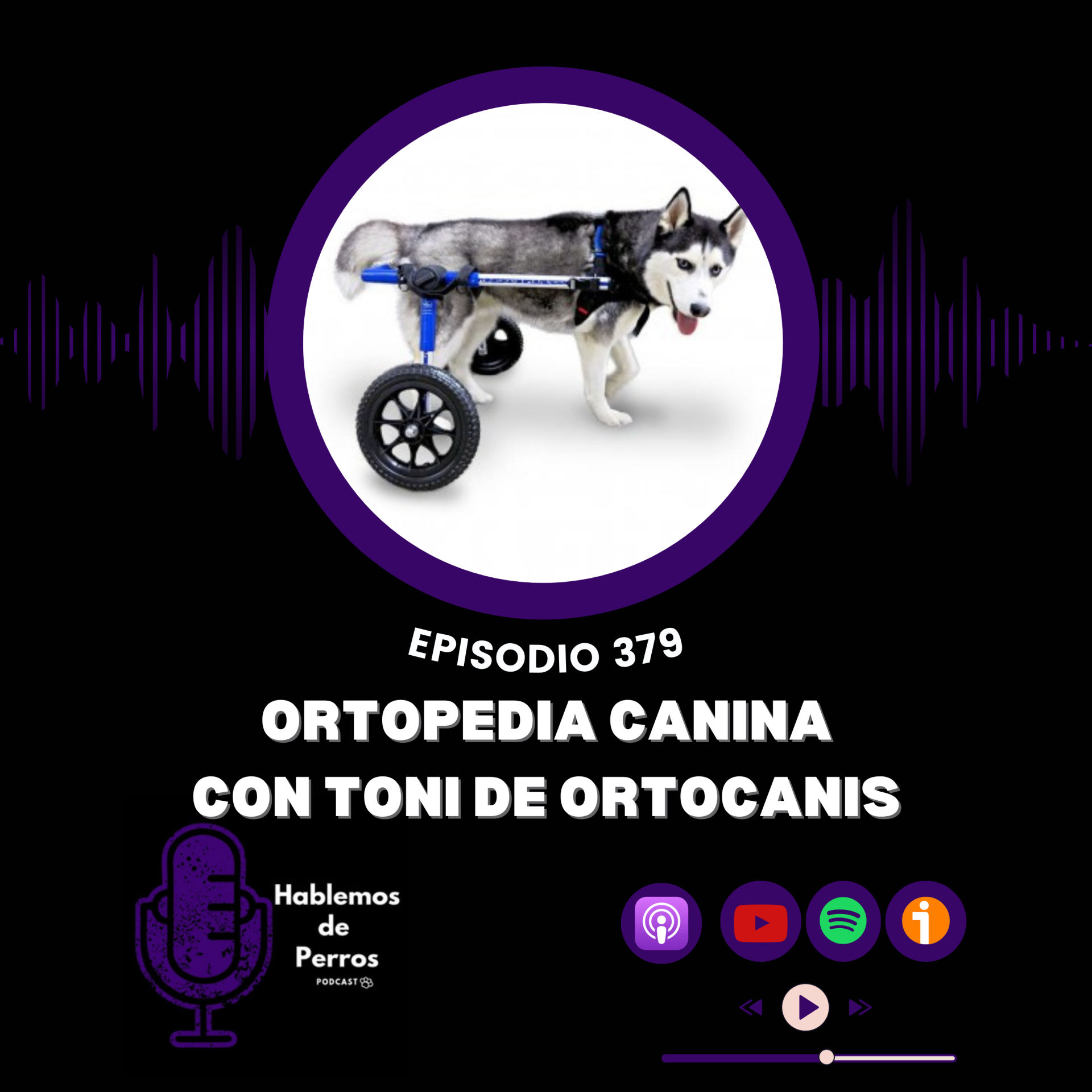 EP#379: Ortopedia Canina con Toni de Ortocanis