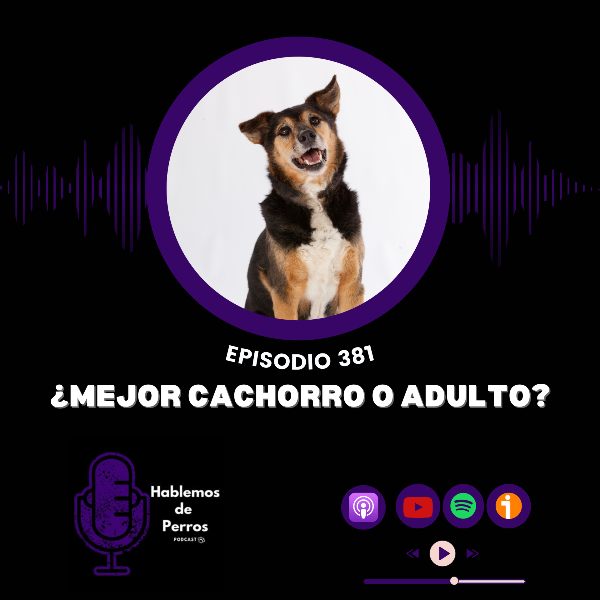 EP#381: ¿Es más facil educar a un cachorro o aun adulto?