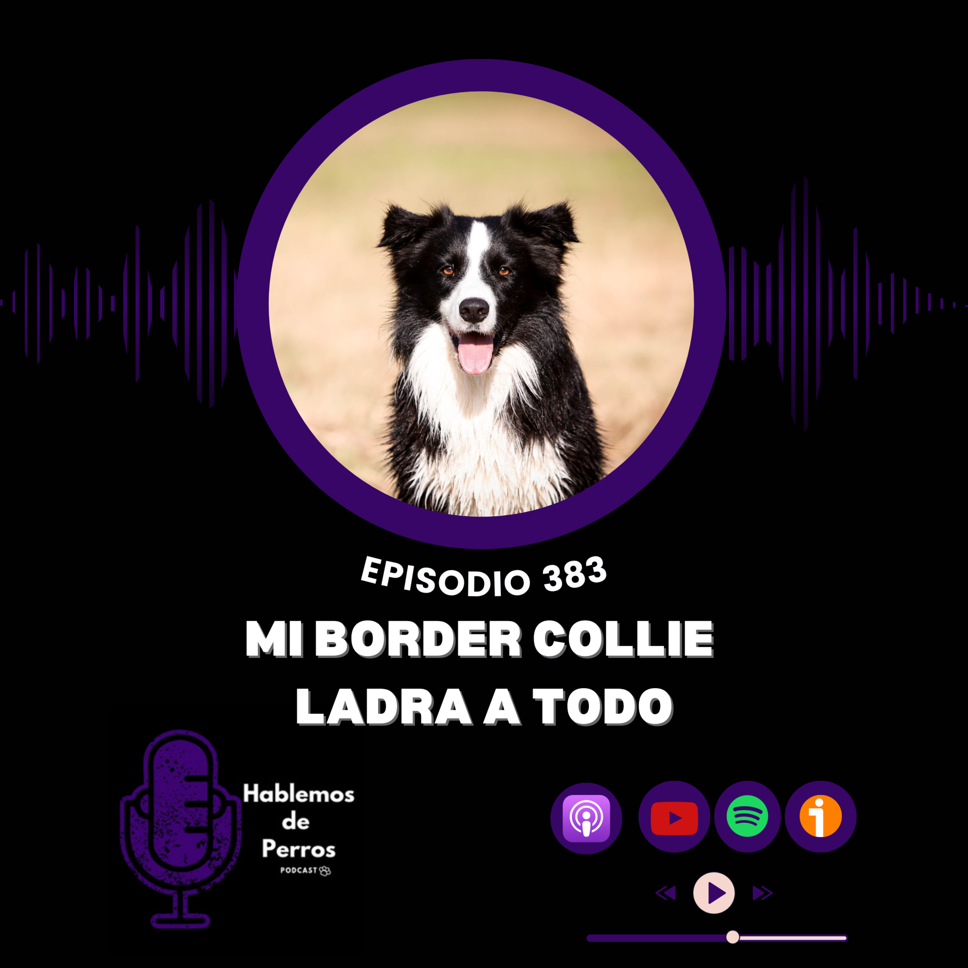 Ep#383: Mi Border Collie ladra a todo