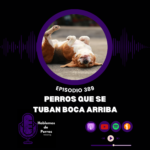 Hablemos de perros Hablemos de perros